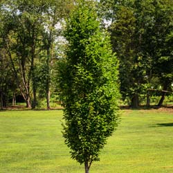 Hornbeam 'Fastigiata'